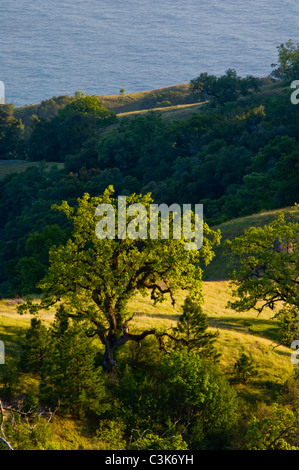 Eichen und grünen Hügeln im Frühjahr über den Ozean, Ventana-Wildnis, Los Padres National Forest, Big Sur Küste, California Stockfoto