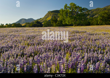 Bereich der lila Lupinen Wildblumen und Eichen im Frühling, Ventana-Wildnis, Los Padres National Forest, California Stockfoto