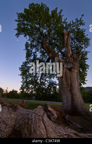 Mond und die großen alten gebrochenen Eiche im Abendlicht, Ventana-Wildnis, Los Padres National Forest, California Stockfoto