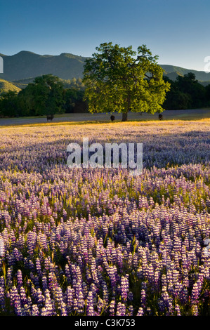 Bereich der Lupine und Owl's Clover Wildblumen im Frühjahr, Ventana-Wildnis, Los Padres National Forest, Kalifornien Stockfoto