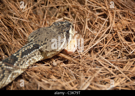 Charleston, South Carolina. South Carolina Aquarium. Östliche Klapperschlange Diamondback und Copperhead anzeigen Schlange. (CAPTIVE) Stockfoto