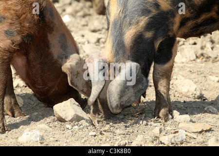 Zwei Oxford Sandy und schwarze Schweine füttern in einem Hof Stockfoto