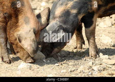 Zwei Oxford Sandy und schwarze Schweine auf Futtersuche auf einem Hof Stockfoto