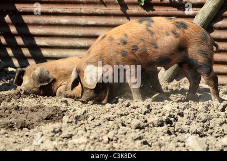 Zwei Oxford Sandy und schwarze Schweine in einem Hof Stockfoto