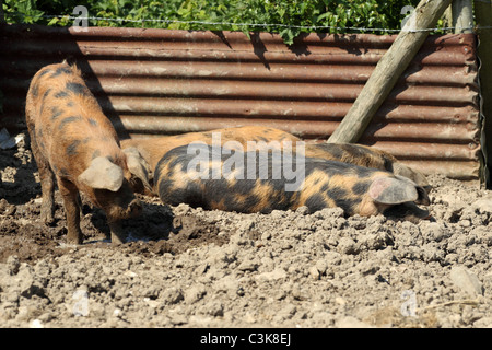 Oxford Sandy und schwarze Schweine Stockfoto