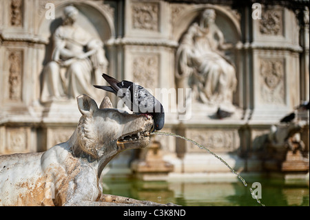 Taube aus Brunnen trinken Stockfoto