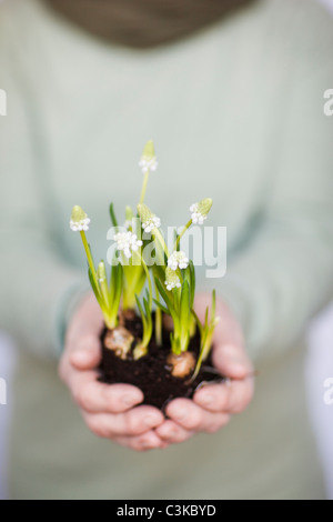 Frau mit Zwiebel Sämlinge, close-up Stockfoto