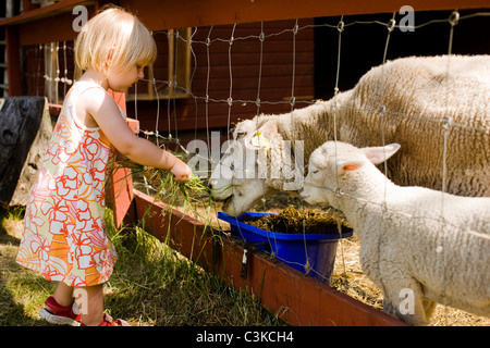 Blonde Mädchen Fütterung Schafe Stockfoto