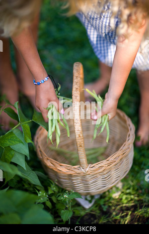 Zwei Kinder setzen Bohnen in Korb, Nahaufnahme Stockfoto