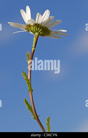 Leucanthemum Vulgare, Oxeye Daisy am blauen Himmel Stockfoto