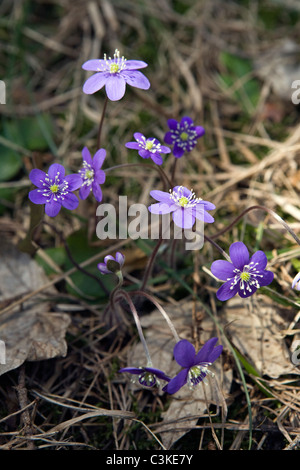 Nahaufnahme von Liverleaf Hepatica Nobilis Blumen in Nature Reserve Cuzu Mire Kurzeme Lettland Stockfoto