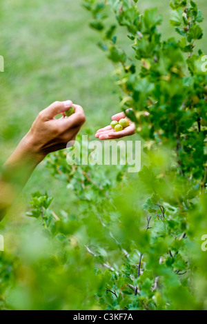 Hände von Mutter und Tochter Kommissionierung Stachelbeeren, close-up Stockfoto