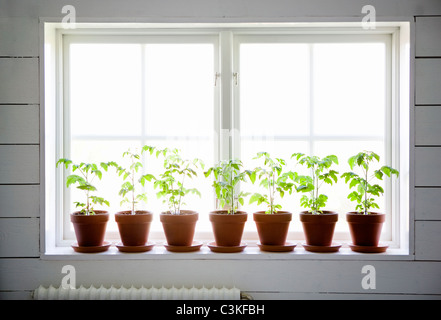 Reihe von Topfpflanzen auf Fensterbank Stockfoto