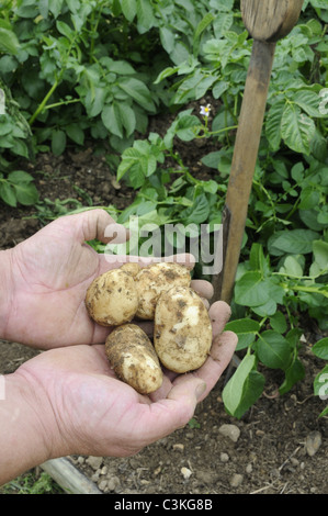 Erste neue Frühkartoffel, "Arran Pilot", frisch gegraben Knollen in Gärtner Hände, UK, Mai Stockfoto