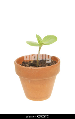 Kleinen Sämling Pflanze in einem Terrakotta-Topf isoliert gegen weiß Stockfoto