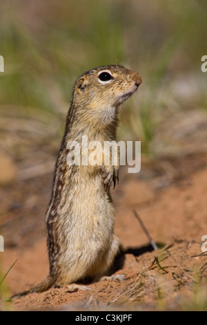 Close-up dreizehn gesäumten Grundeichhörnchen wegschauen Stockfoto