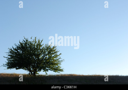 Baum auf Wiese gegen blauen Himmel Stockfoto