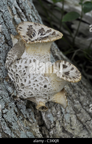 Polyporus an Halterung Pilze wachsen auf faulenden Baum Stockfoto