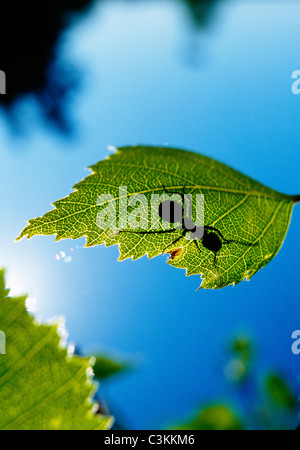 Waldameisen auf Blatt mit Sonnenlicht auf sie fallen Stockfoto