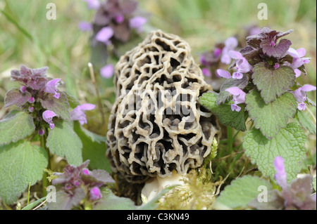 Essbare Pilze, gemeinsame Morel, Morcella Esculenta, Norfolk, England, April Stockfoto