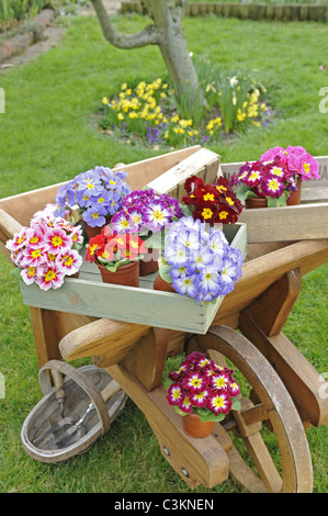 Frühling-Zeit-Stillleben mit Polyanthus in Holztabletts auf einer rustikalen hölzernen Schubkarre, Norfolk, UK, März Stockfoto