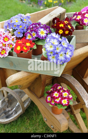 Frühling-Zeit-Stillleben mit Polyanthus in Holztabletts auf einer rustikalen hölzernen Schubkarre, Norfolk, UK, März Stockfoto