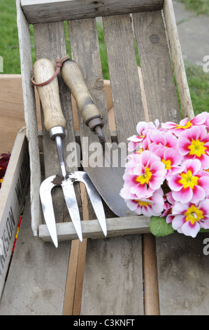 Frühling-Zeit-Stillleben mit Polyanthus in Holztabletts mit Gartengeräten, Norfolk, UK, März Stockfoto