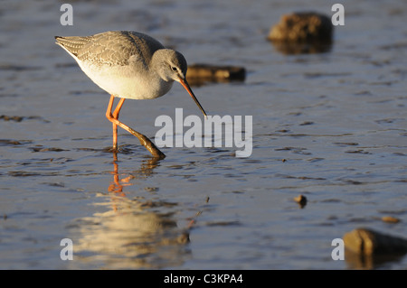 Gefleckte Rotschenkel Tringa Erythropus, einziger Vogel im Winterkleid auf Salzwiesen, Norfolk, England, Februar Stockfoto