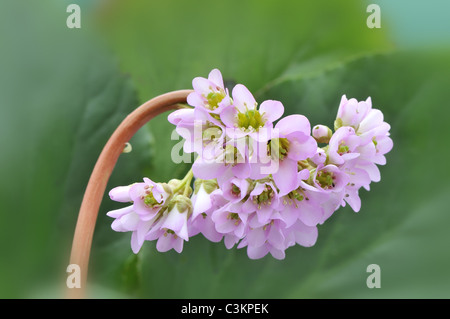 Cordifolia Bergenie 'Purpurea', Nahaufnahme von Blumen, UK, April Stockfoto