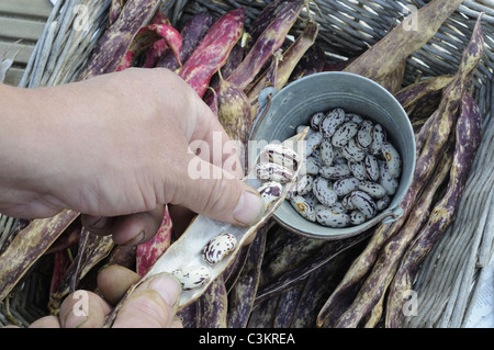 Borlotti Bohnen, Bohnen "Solista" von Gärtner in Vorbereitung für das Winterlager, Norfolk, UK, Oktober entfernt Stockfoto