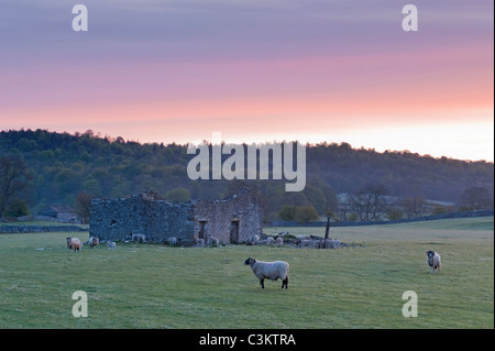 Zerbröckelnde alte rustikale Scheunenruine im Schaffeld & roter Himmel bei Sonnenaufgang am frühen Morgen (landschaftlich reizvolle Landschaft) - Wharfedale, Yorkshire Dales, England Großbritannien. Stockfoto