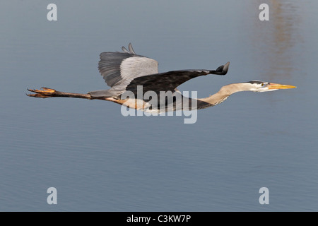 Ein Erwachsener Great Blue Heron Tiefflug über einen See Stockfoto