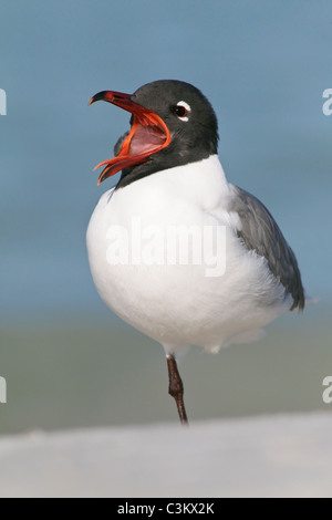 Ein Erwachsener Zucht Gefieder Lachen Gull Gähnen Stockfoto