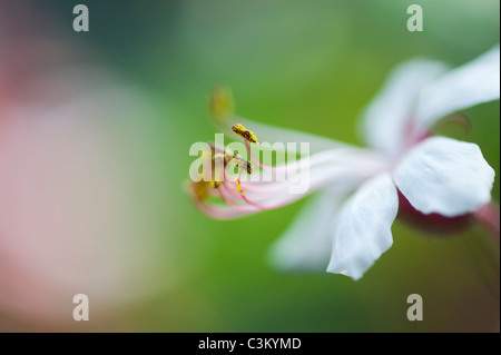 Geranium Macrorrhizum 'Album' Blume. Felsen-Storchschnabel. Antheren und Pollen hautnah Stockfoto