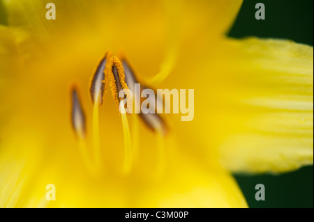 Hemerocallis Lilioasphodelus. Zitronen-Taglilie. Staubfäden mit Pollen auf Staubbeutel Stockfoto