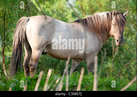 Wilder Hengst blickt zurück Stockfoto