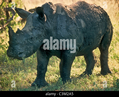 Breitmaulnashorn Ceratotherium Simum bedeckt im Schlamm Kruger Südafrika Stockfoto