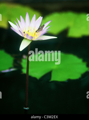 Seerose Blume und Pads Südafrika Stockfoto