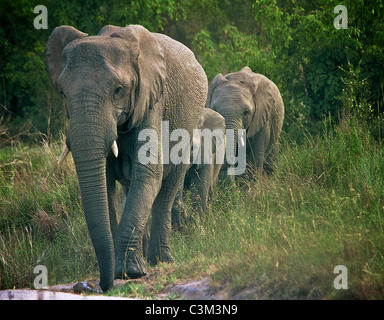 Elefanten Familie Loxodonta Africana, Mala Mala Krüger in Südafrika Stockfoto
