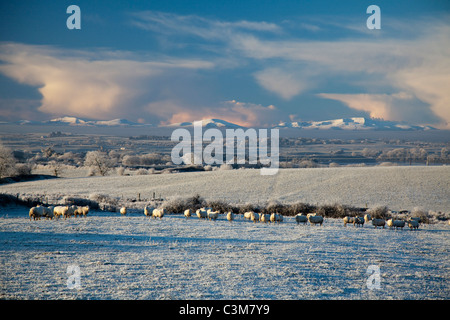 Winter Schafe und verschneiten Felder unterhalb der Nephin Beg Berge, County Sligo, Irland. Stockfoto
