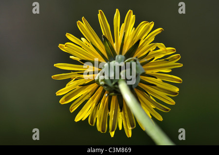 Die Blüte der ein Löwenzahn (Taraxacum Officinale) auf seine hohlen Stengel UK Stockfoto
