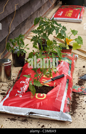 Tomaten-Setzlinge wachsen Pflanzen neu übertragen, Kunststoff Tasche Stockfoto