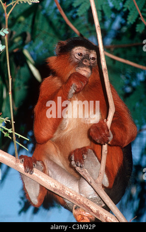 Western Red Colobus / Temminck ist rot Colobus Affen ((= Colobus) Procolobus Badius Temmincki) in Galerie Wald Gambia Stockfoto