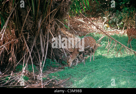 Western / geharnischten Buschbock Antilope (Tragelaphus Scriptus Scriptus: Horntiere) männlichen im Galeriewald, Gambia Stockfoto