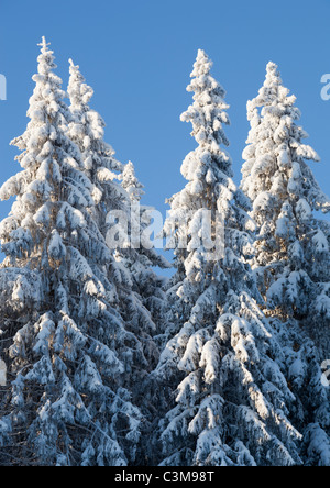 Blick auf Schnee bedeckt Fichten (Picea Abies), Finnland Stockfoto