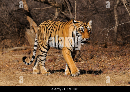 Umzug auf die trockene Gräser des trockenen laubwechselnden Wald von Ranthambore Tiger Tiger reservieren bei Sonnenaufgang Stockfoto