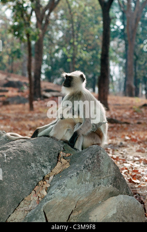 Südliche Tiefebene grau / gemeinsame Languren (Semnopithecus Dussumieri / Entellus) weibliche mit ein Jahr alten Baby Spanferkel, Indien Stockfoto