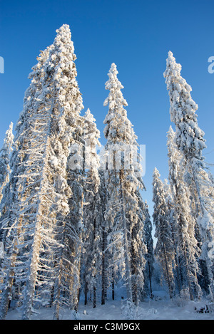 Schneebedeckte Fichten (picea abies) Bäume im Taiga Wald, Finnland Stockfoto