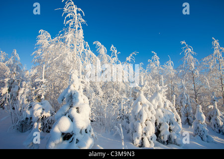 Schnee bedeckten jungen Birken und Kiefern im Winter, Finnland Stockfoto