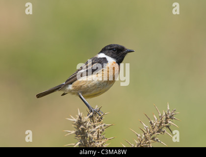 Schwarzkehlchen (Saxicola Rubicola) Stockfoto